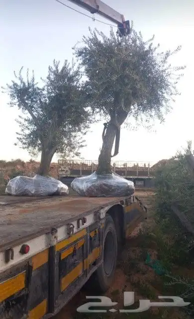 يوجد لدينا أشجار زيتون معمر ومفرع وأشجار متنوعه ترمنيليا ( ر 4