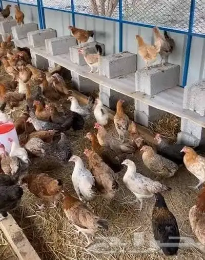 حمام دجاج زغاليل index
