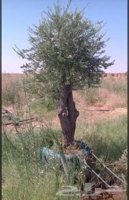 يوجد لدينا أشجار زيتون معمر ومفرع وأشجار متنوعه ترمنيليا ( ر 3
