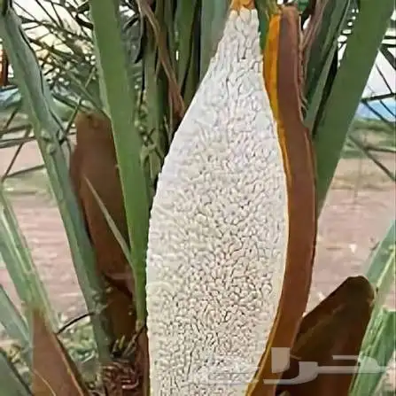 زرع طبيعي تكريب نخل شبكه ري أشجار مثمره 3