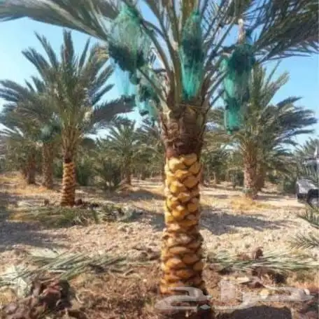 زرع طبيعي تكريب نخل شبكه ري أشجار مثمره 9