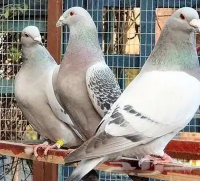 حمام دجاج زغاليل index
