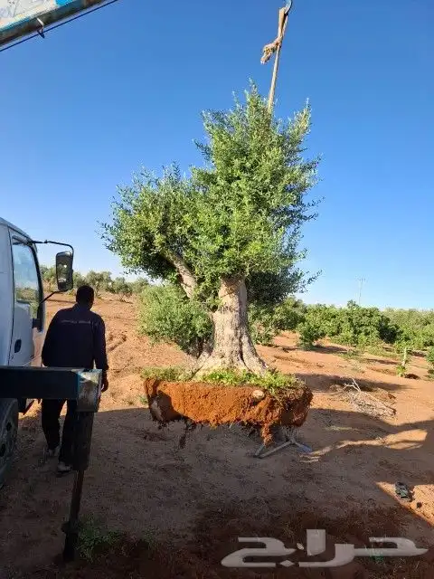 يوجد لدينا أشجار زيتون معمر ومفرع وأشجار متنوعه ترمنيليا ( ر 0