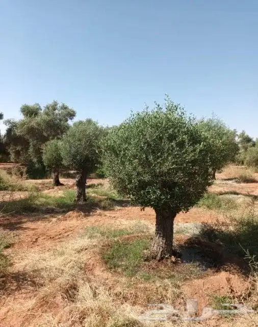 يوجد لدينا أشجار زيتون معمر ومفرع وأشجار متنوعه ترمنيليا ( ر 6