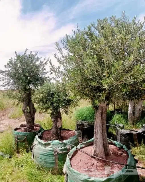 يوجد لدينا أشجار زيتون معمر ومفرع وأشجار متنوعه ترمنيليا ( ر 8