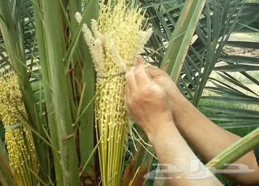زرع طبيعي تكريب نخل شبكه ري أشجار مثمره 8