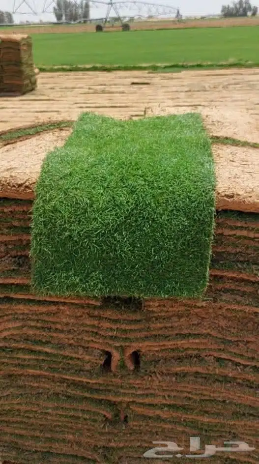 ثيل طبيعي سي الفين (C2000) صافي ونقي على الشرط شكل جمالي وخض 3