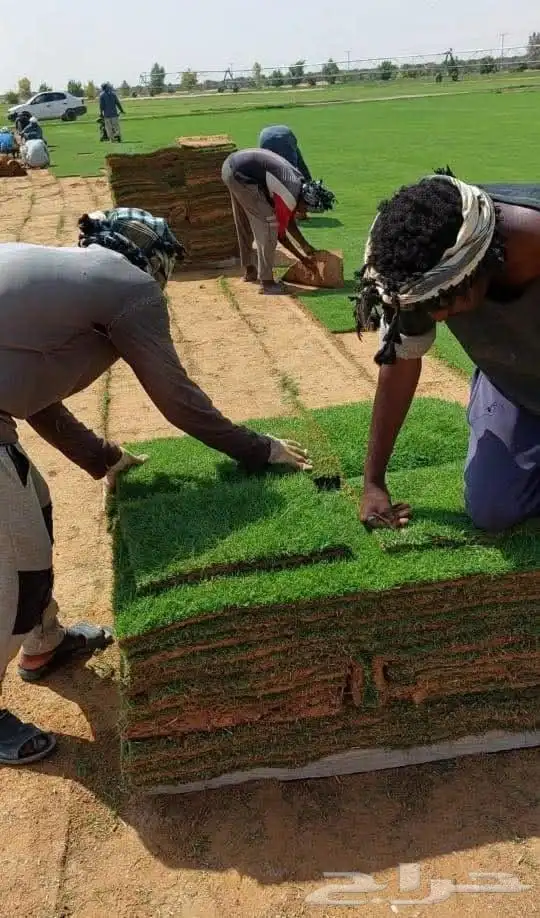 ثيل طبيعي سي الفين (C2000) صافي ونقي على الشرط شكل جمالي وخض 4