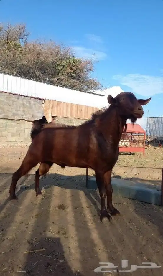 تيس ادهم اجم 0