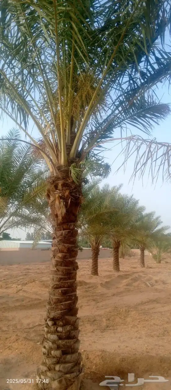 للبيع جميع انواع انخيل 1