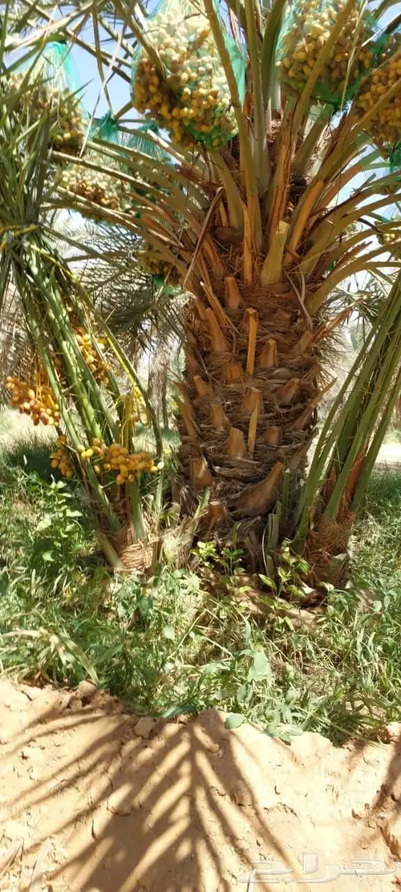 يوجد لدينا فسايل طيبه وبالغه للبيع بسعر مناسب سكري اخلاص 3
