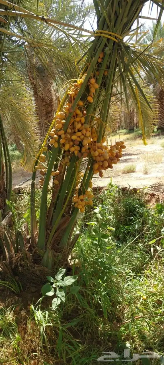للبيع جميع انواع انخيل 11