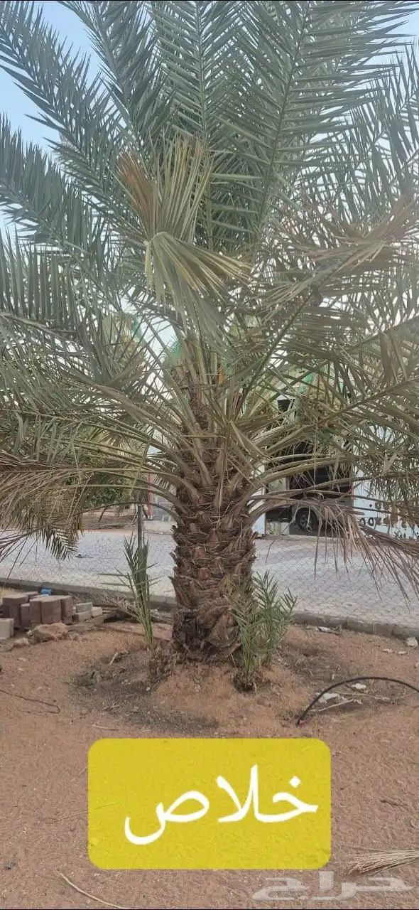 نخل خلاص وبرحي للبيع العدد 30 1