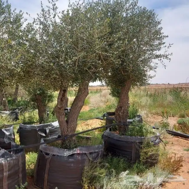 يوجد لدينا أشجار زيتون معمر ومفرع وأشجار متنوعه ترمنيليا ( ر 2