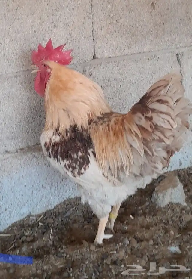 دجاج بلدي اصيل 2