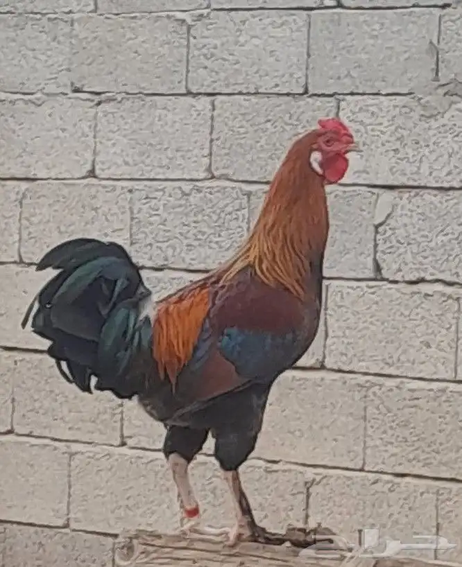 دجاج بلدي اصيل 0