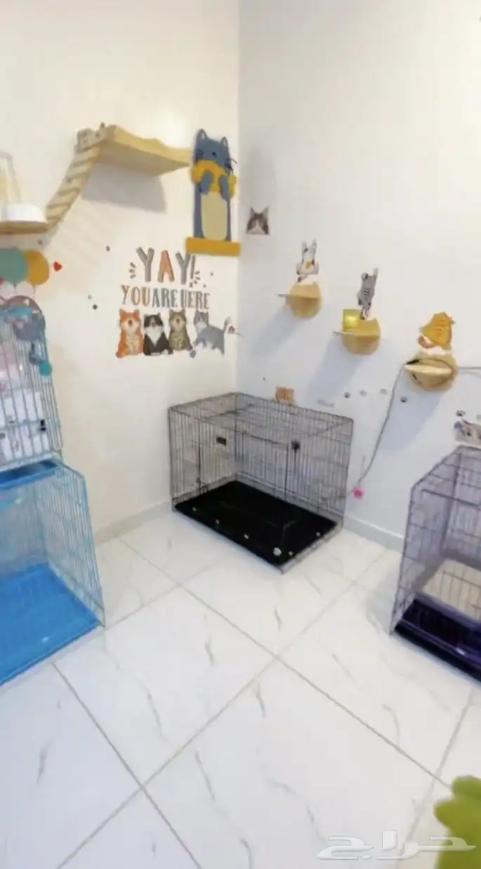 فندقة قطط وكلاب صغيرة في الاحساء 1