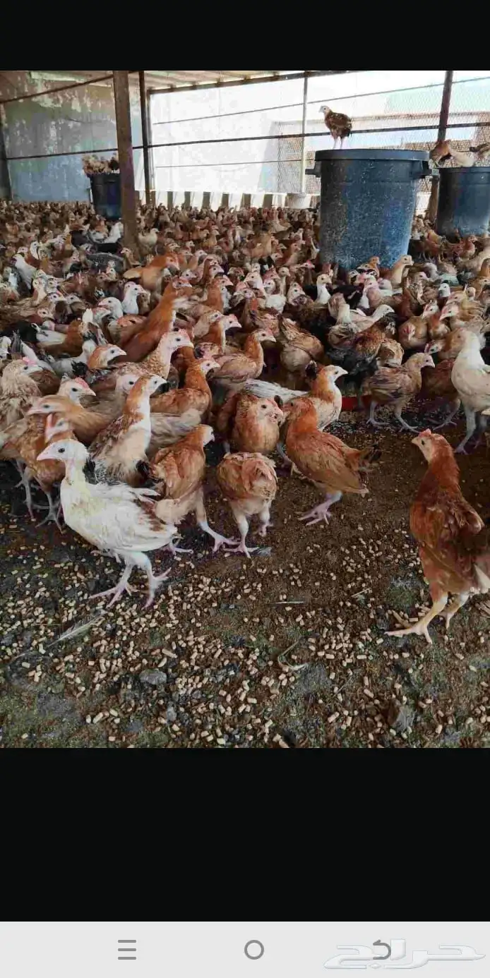 صوص دجاج بلدي فواتح اعمار شهرين 1