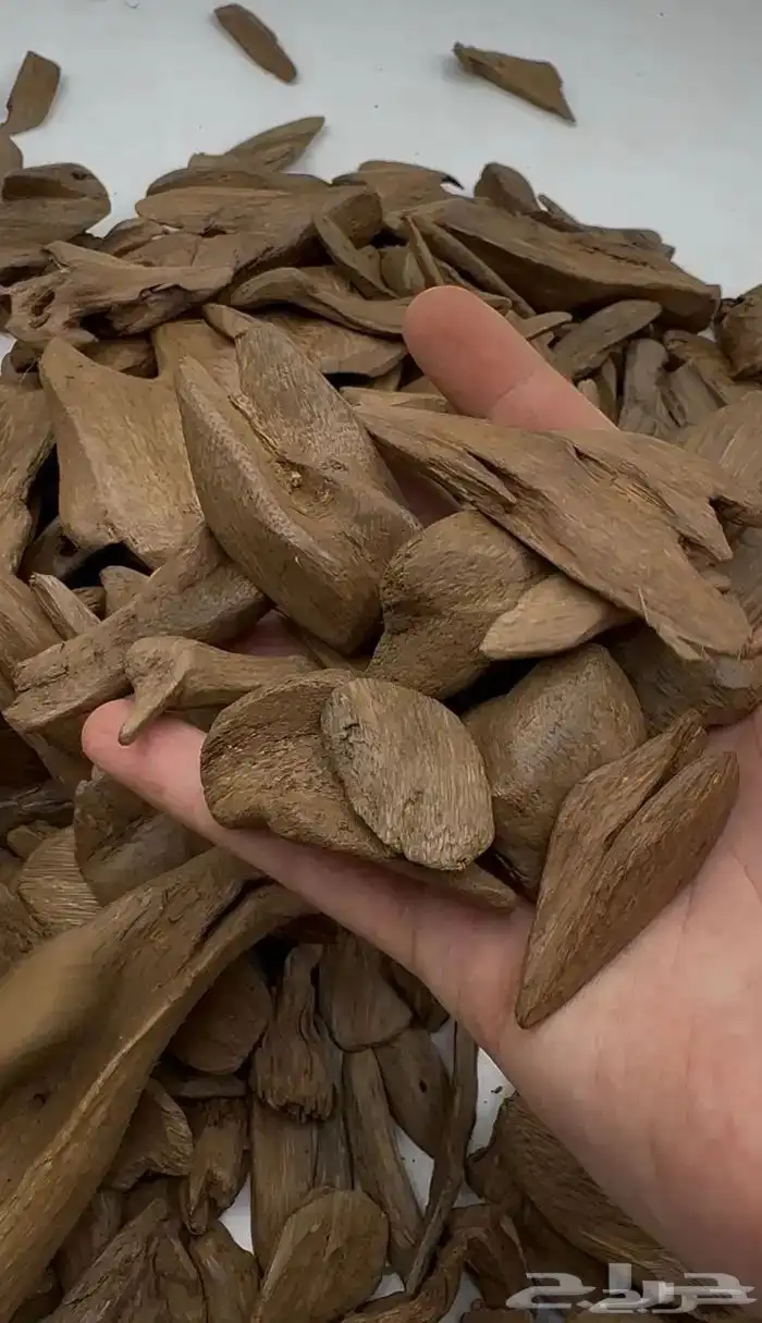 عود مروكي آصقون كسر مباخر 0