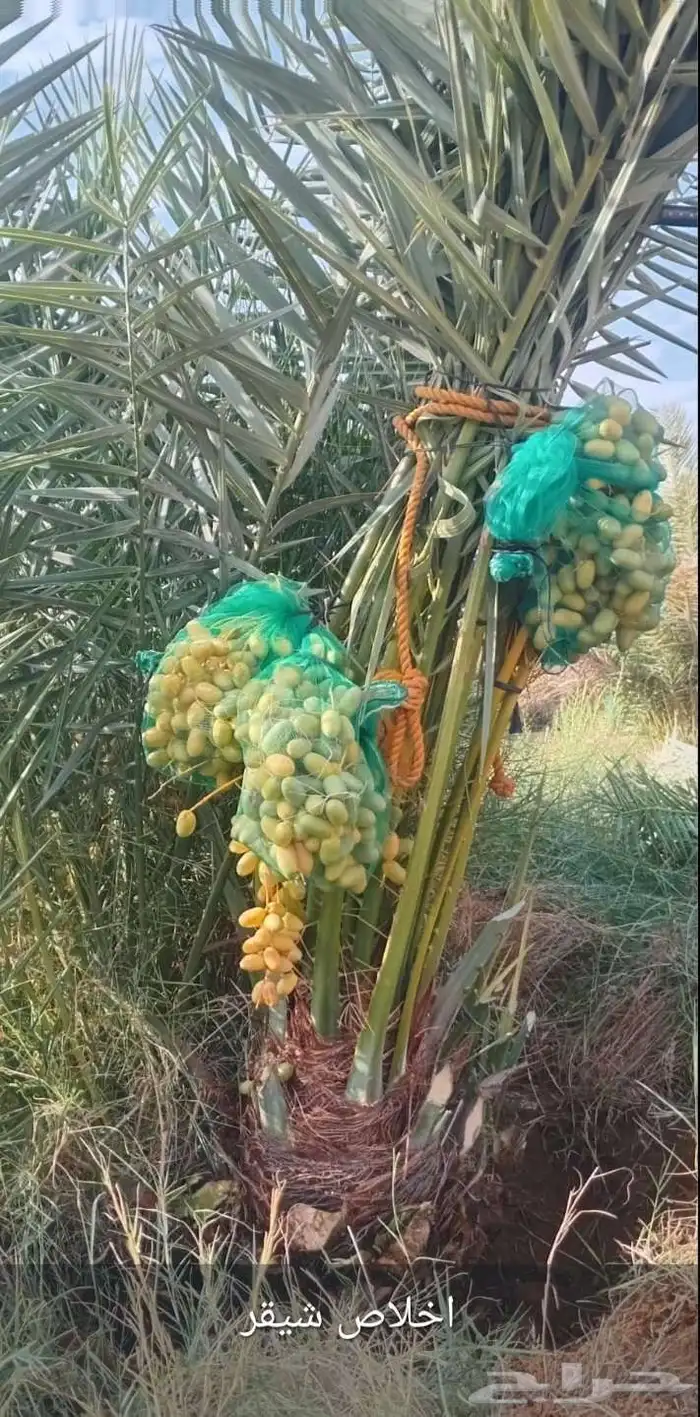نخيل الشرقيه الخفجي 2