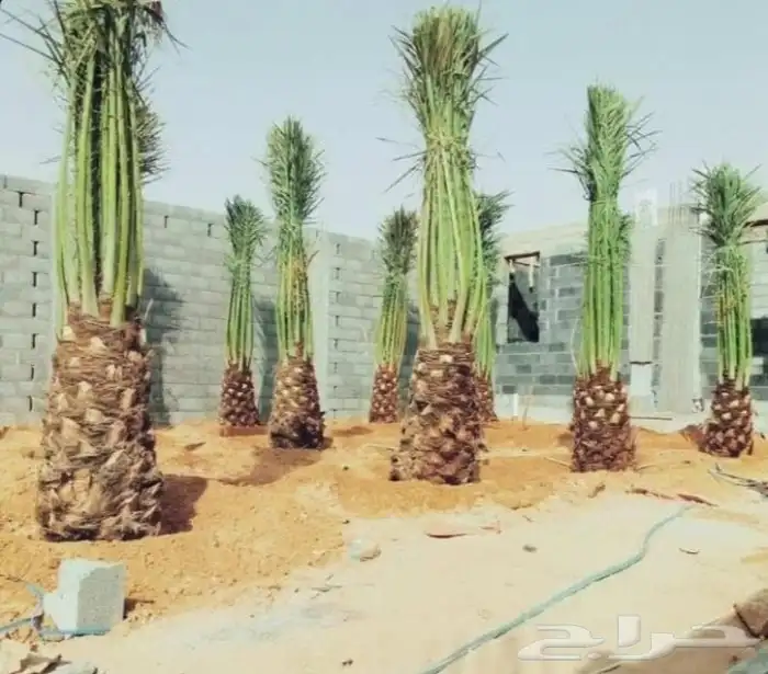 نخل للبيع 1