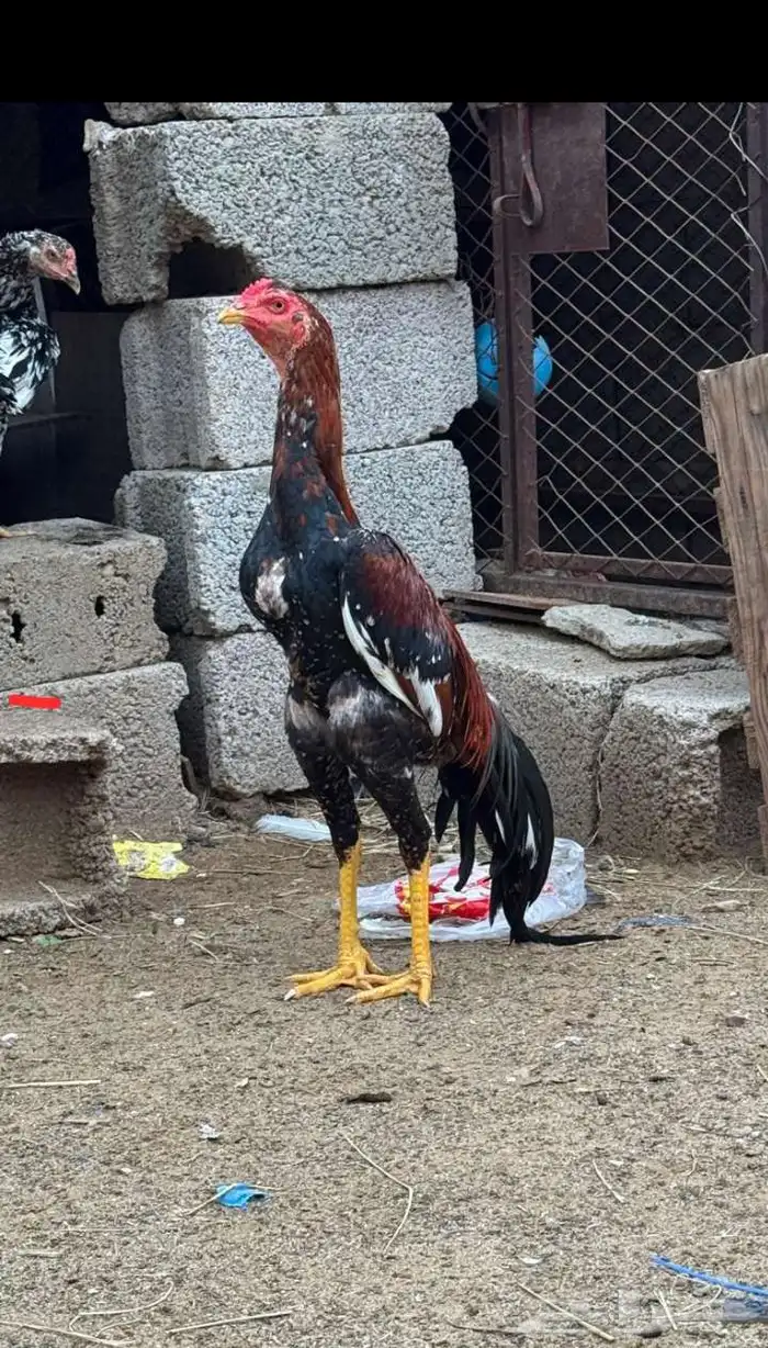 ديك سندي بيور 1