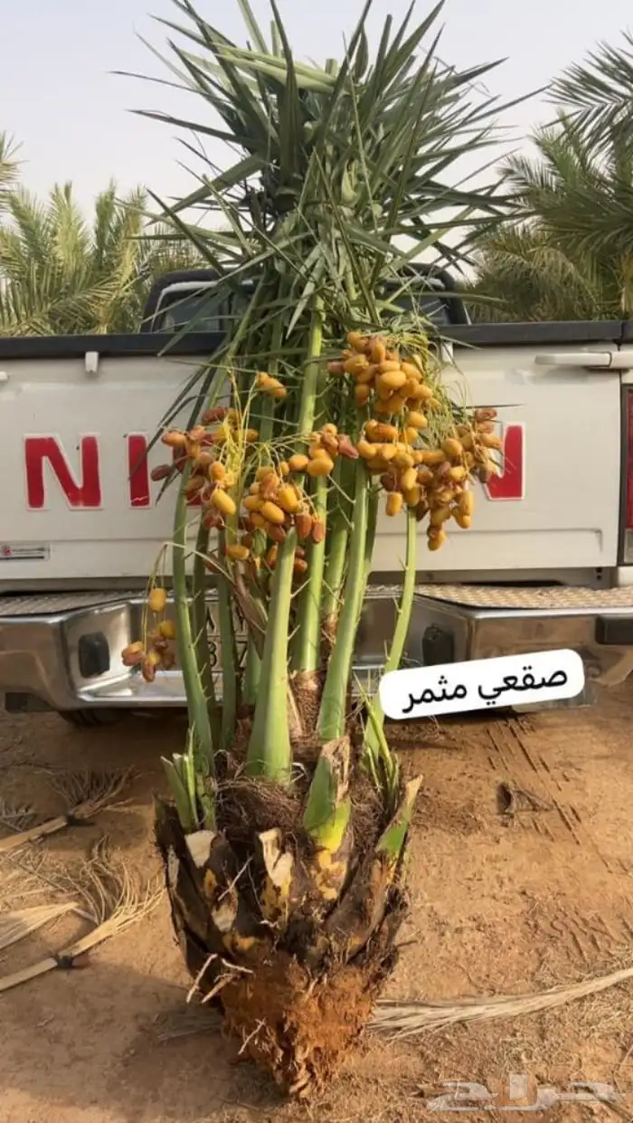 نخيل الشرقيه الخفجي 0