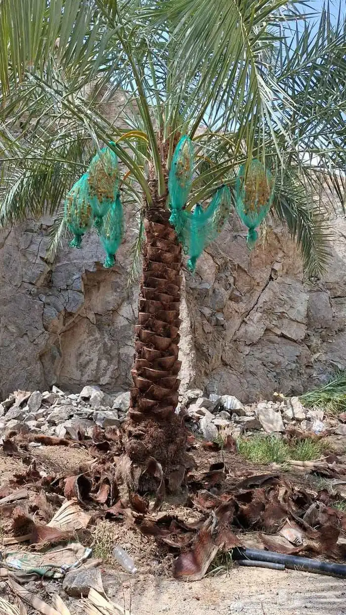 نخل للبيع بجميع انوعه ومقاساته جده مكه 5