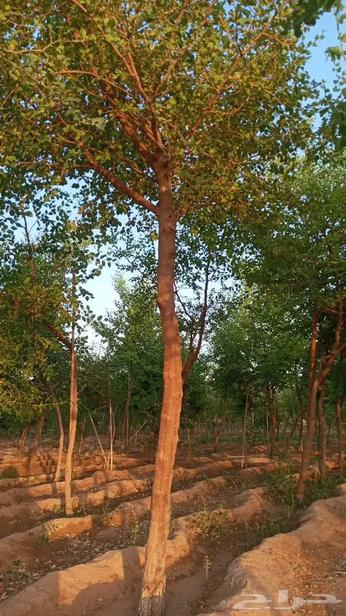 جميع انواع الاشجار سدر بري بلدي صيني طلح زيتون لوزهندي اكسيا 6