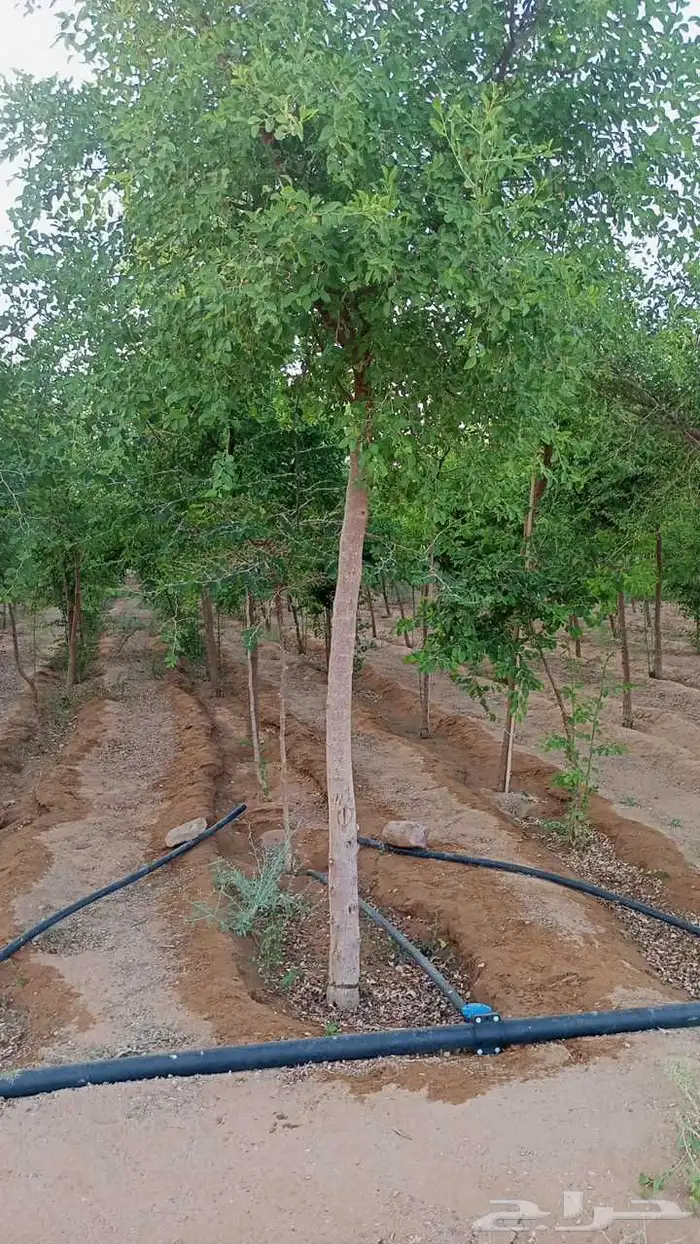 جميع انواع الاشجار سدر بري بلدي صيني طلح زيتون لوزهندي اكسيا 4