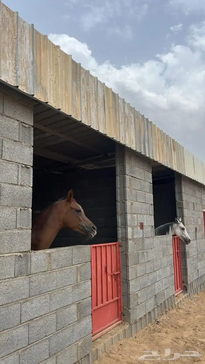 إيواء خيل شعف 0
