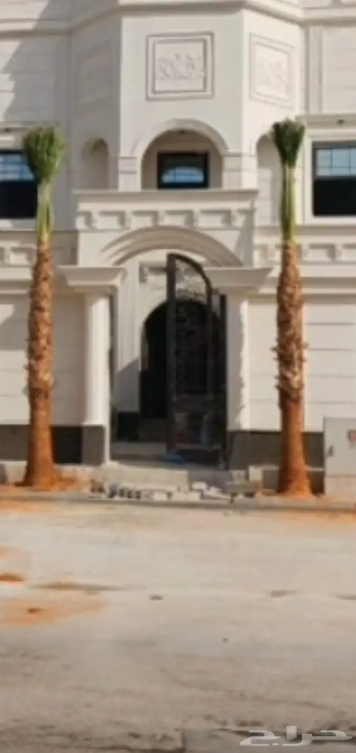 نخيل واشنطني للبيع 5