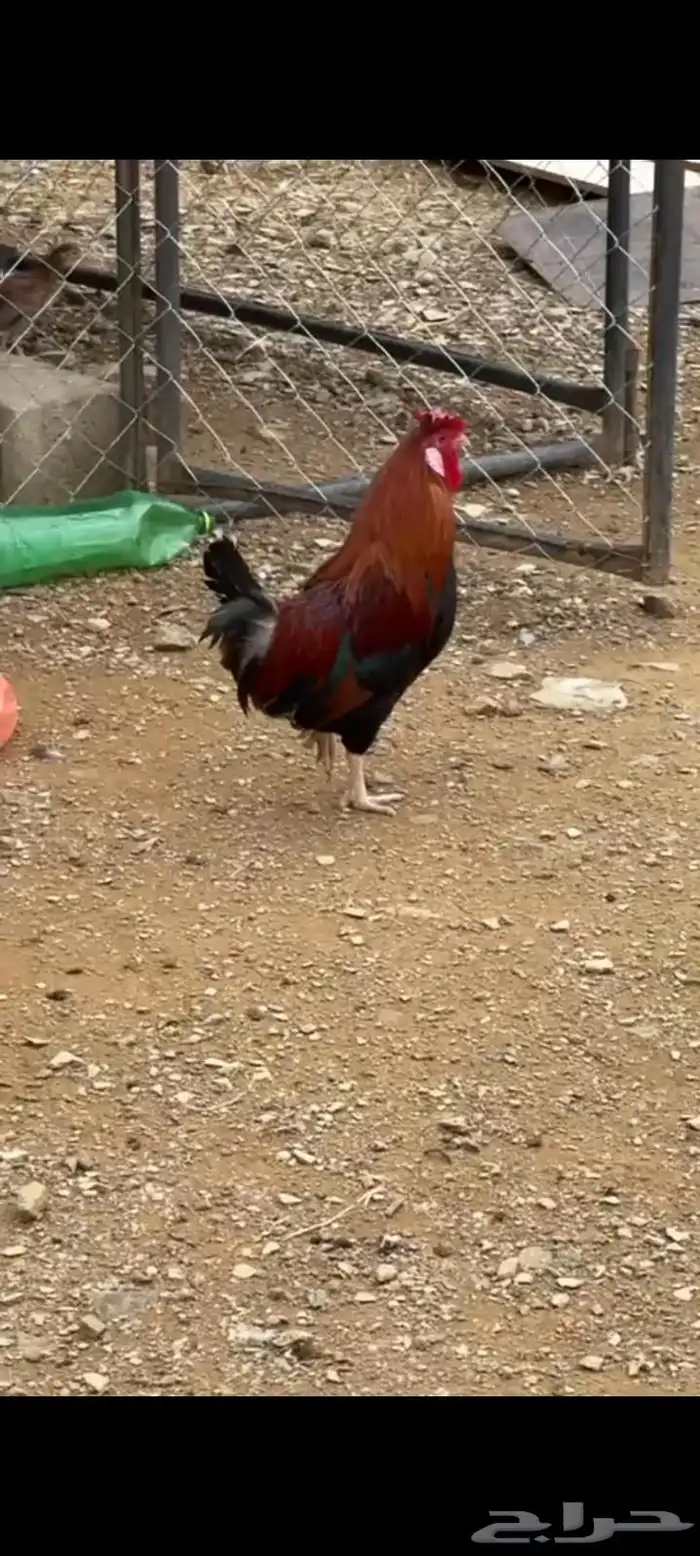 دجاج عربي اصيل 0