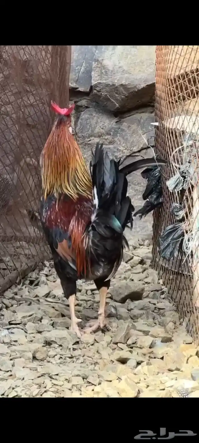 دجاج عربي اصيل 6