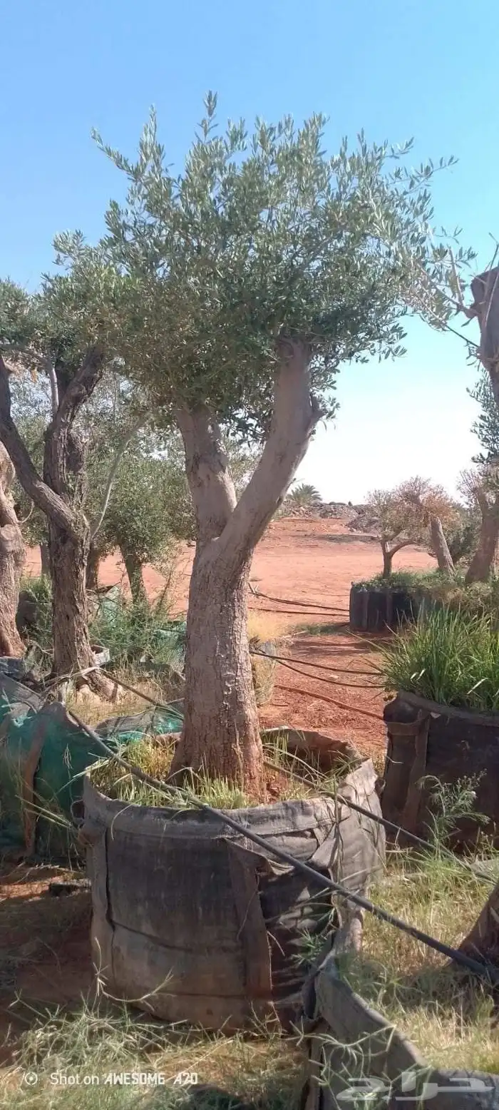 شجر زيتون معمر ومفرع 6