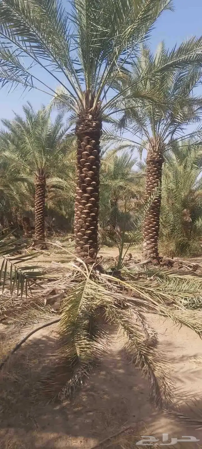 للبيع جميع انواع انخيل 5