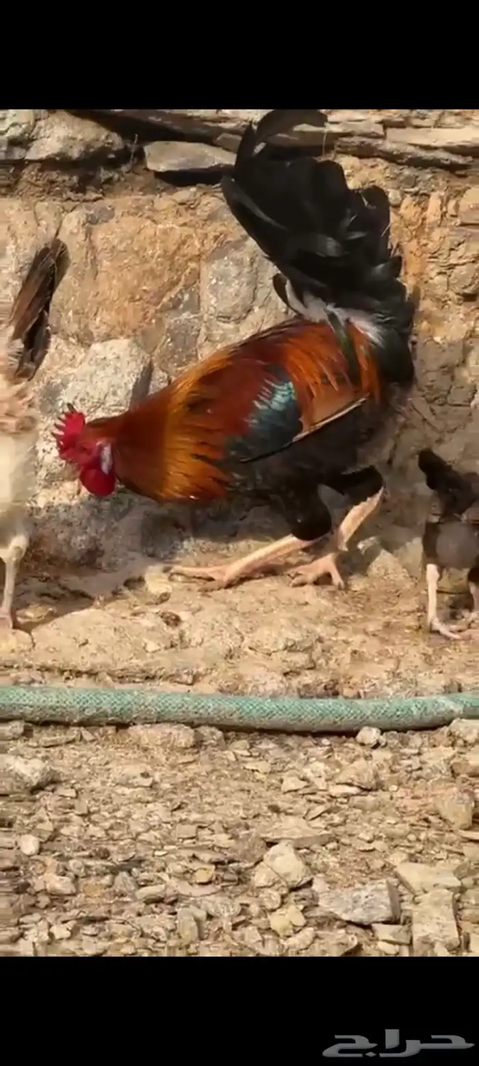 دجاج عربي اصيل 7