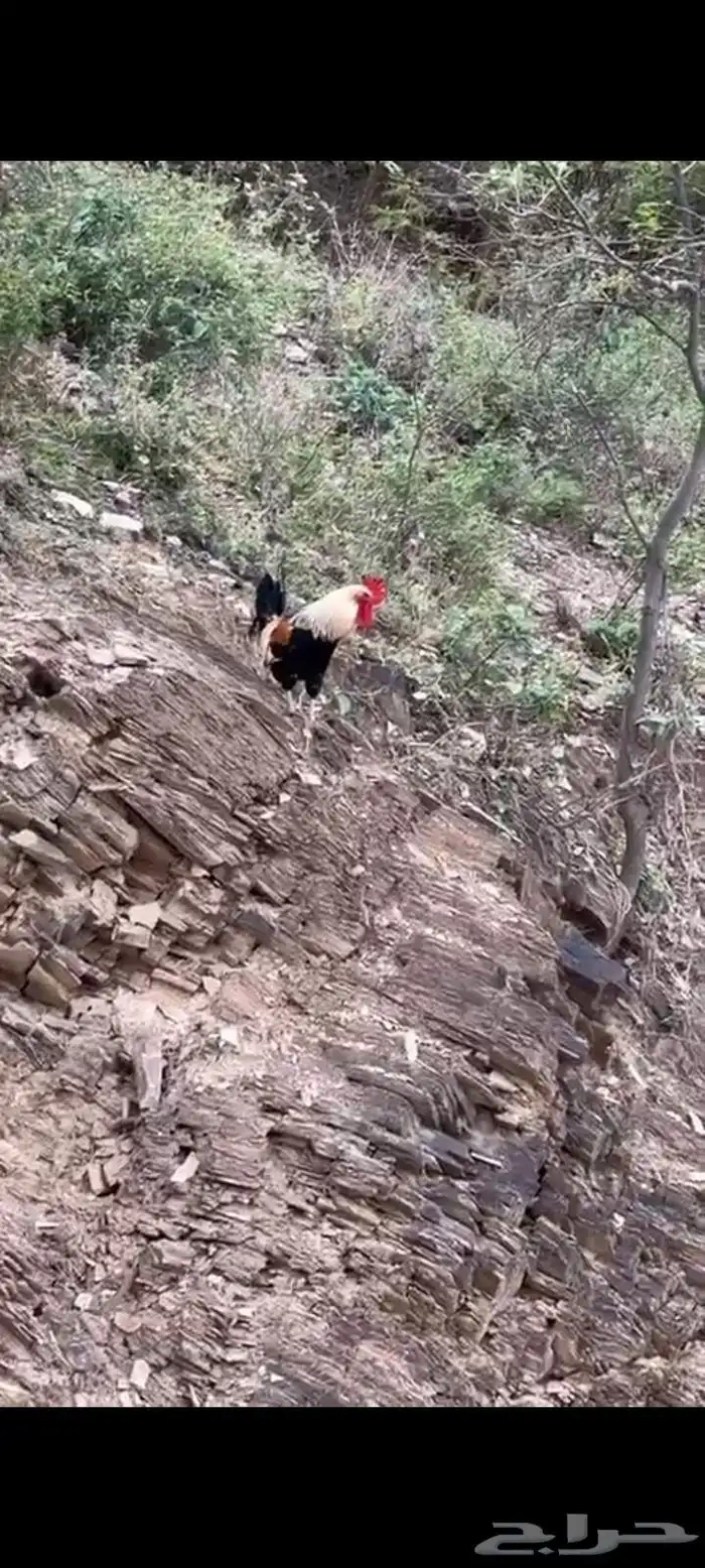 دجاج عربي اصيل 3