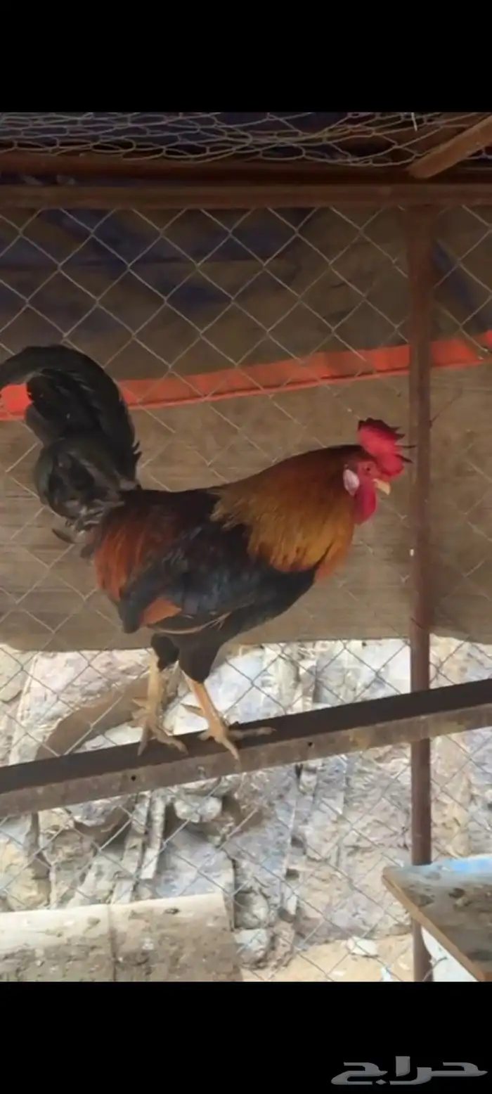 دجاج عربي اصيل 2