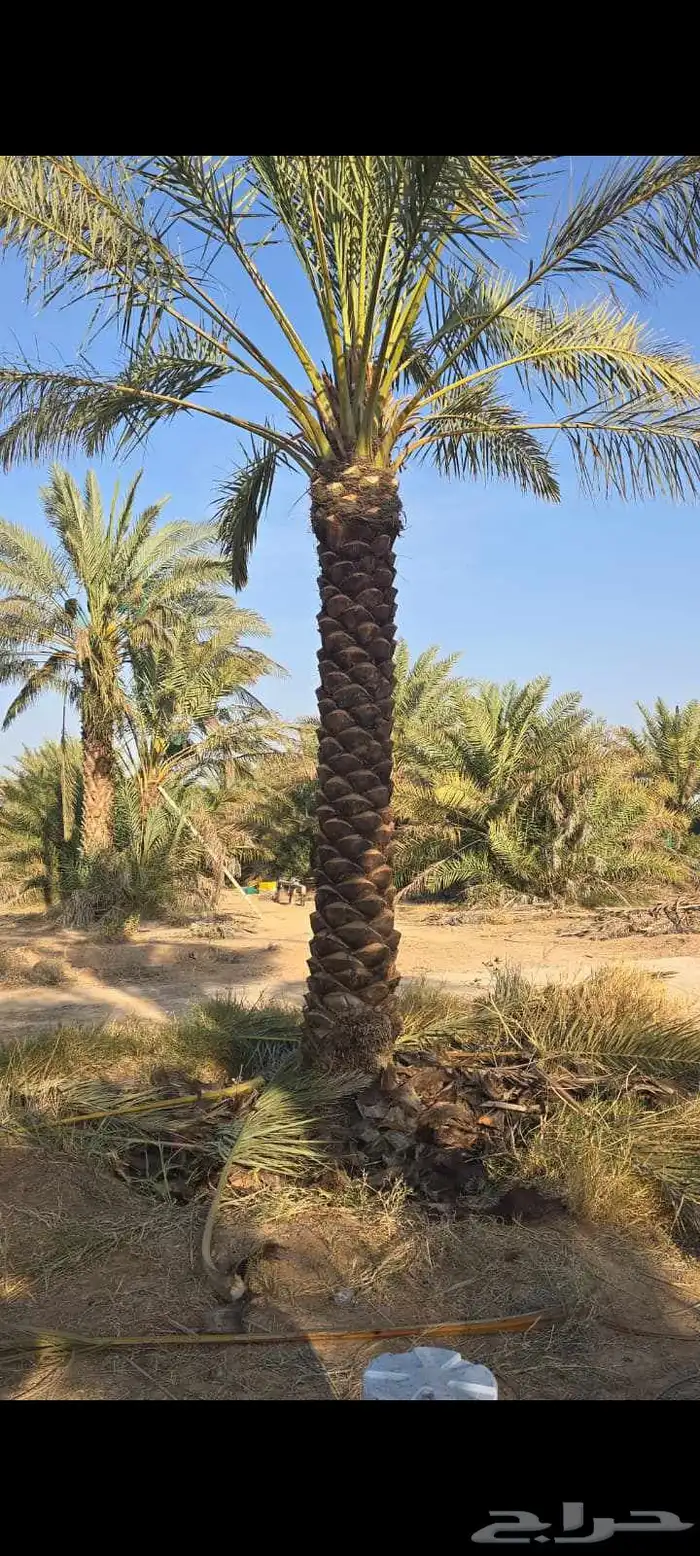 نخل للبيع وأسعاره طيبه 4
