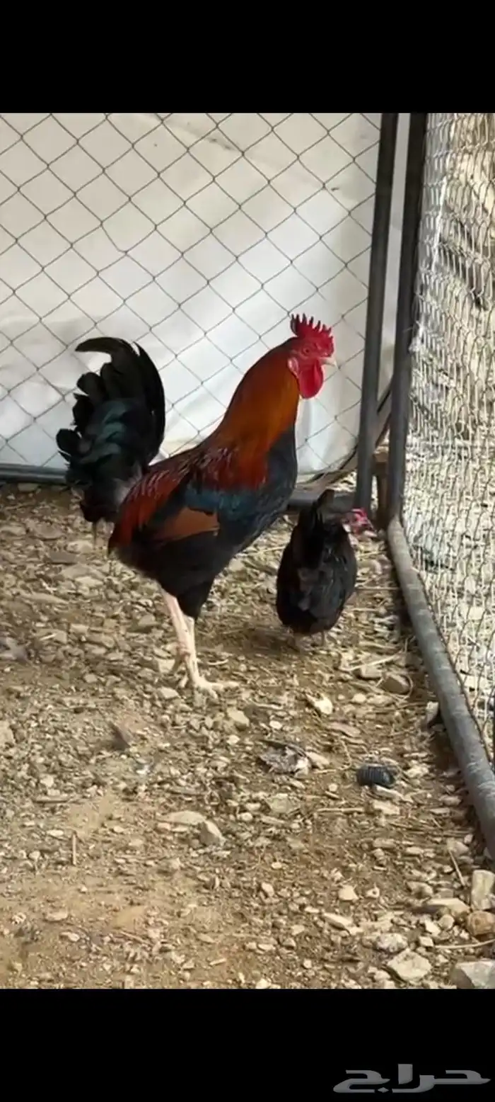 دجاج عربي اصيل 1