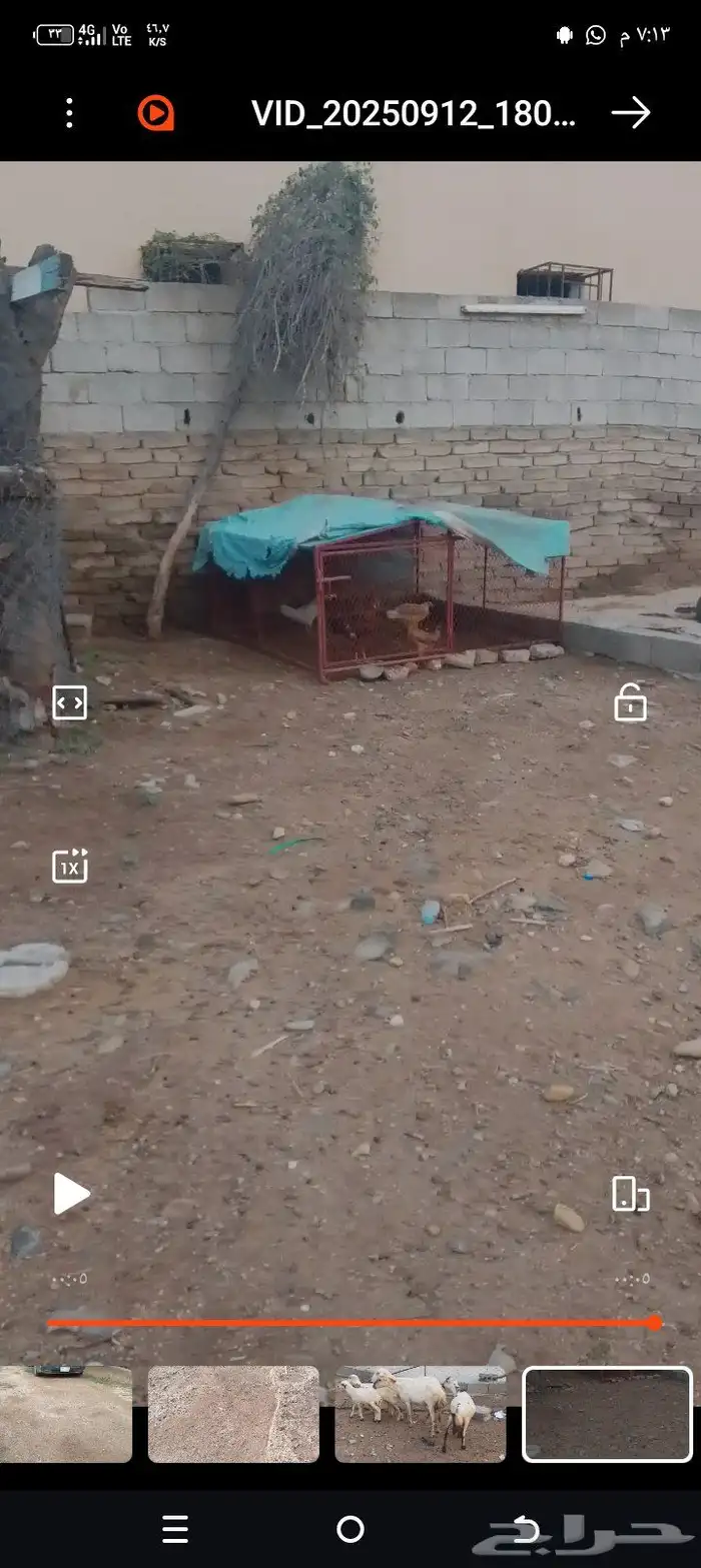 شبك طيور ودجاج 0