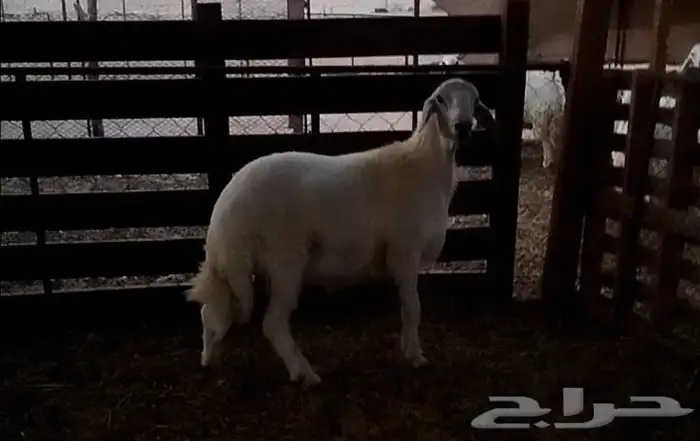 خروف جذع حري مشروع فحل 0