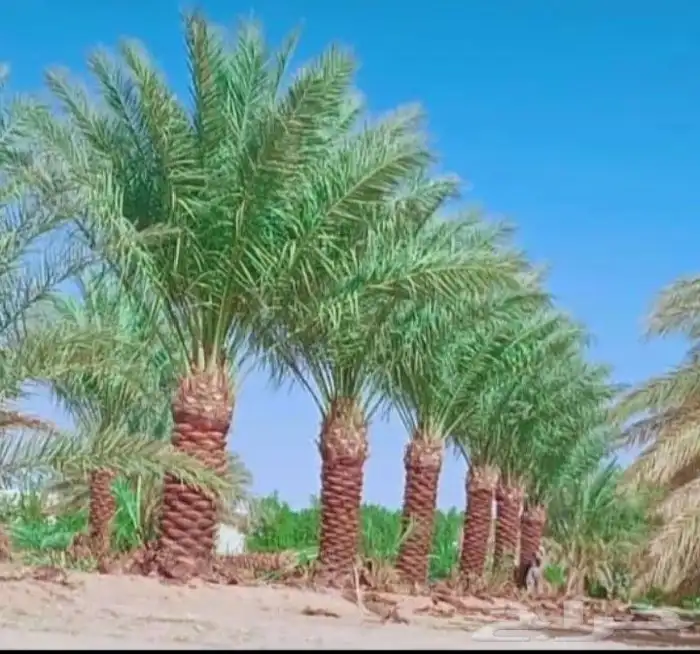 يوجد لدينا جميع انواع النخيل 2