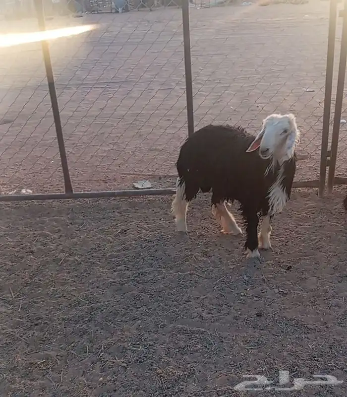 طلي نجدي جزع مشاء الله تبارك الله شحم ولحم 0