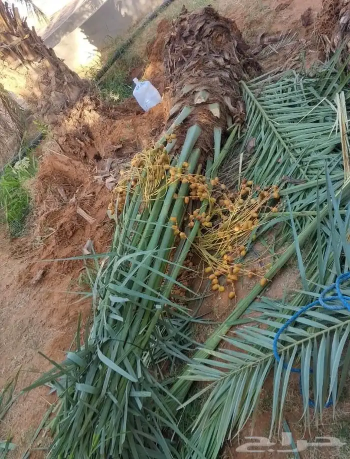 نخيل الشرقيه الخفجي 7