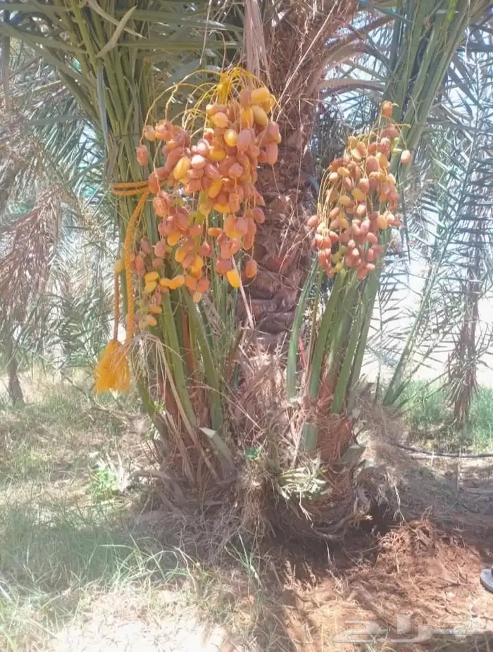 نخيل الشرقيه الخفجي 3