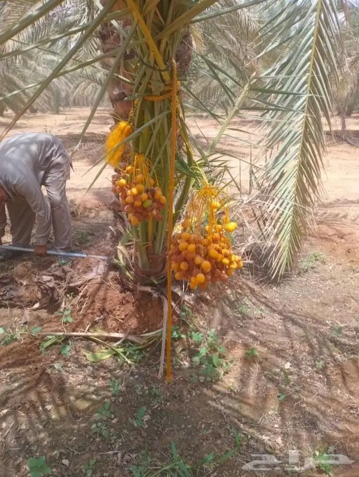 نخيل الشرقيه الخفجي 4