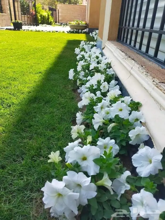 م ابو احمد تنسيق حدائق وتركيب جميع انواع الثيل الصناعى والطب 4