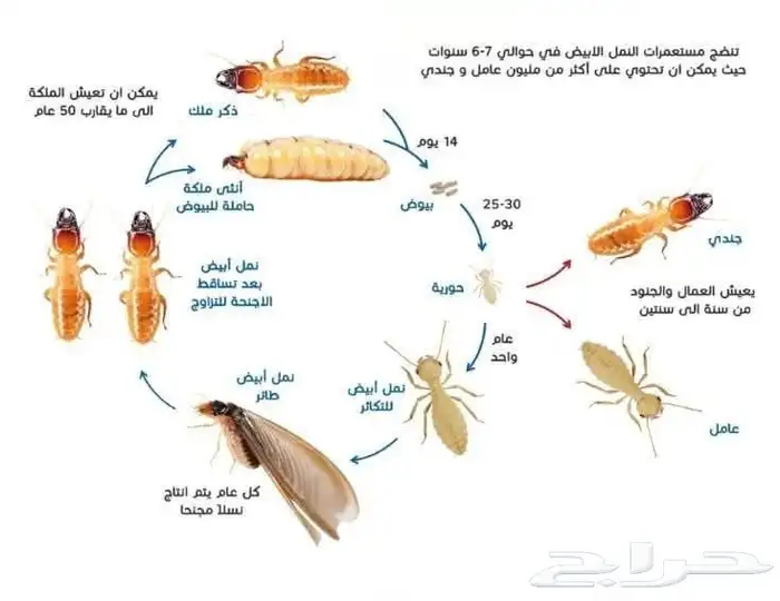 شركة مكافحة حشرات رش بق صراصير جدة آفات حشريه 0